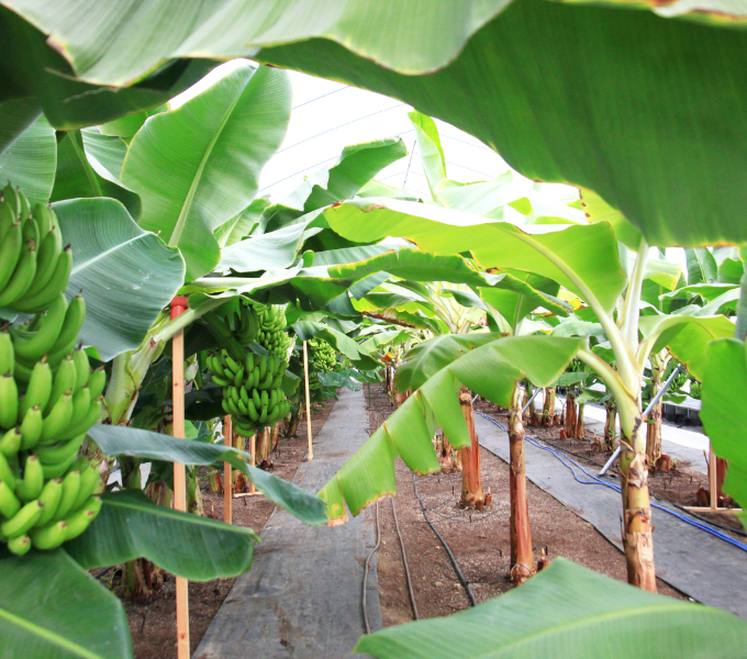 清穂会のバナナハウス栽培を見学のイメージ