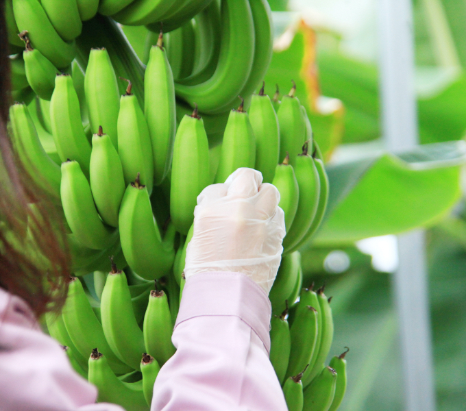 清穂会のバナナハウス栽培を見学のイメージ